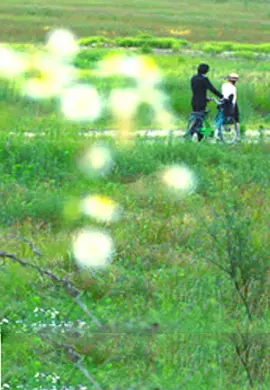 牵牛花2012